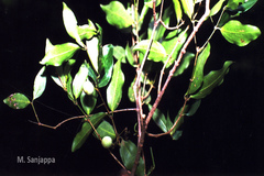 Strychnos lenticellata